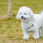 Poodle Dog