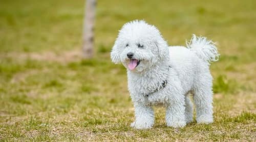 Poodle Dog Price in India 2026