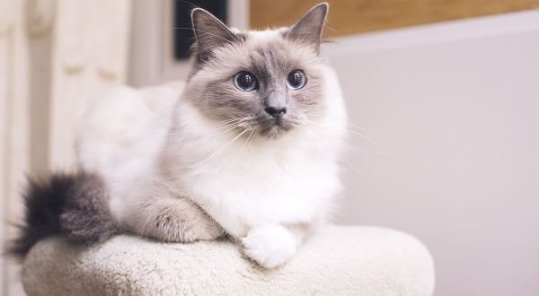 Ragdoll Cat Price in India