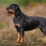 Rottweiler Dog