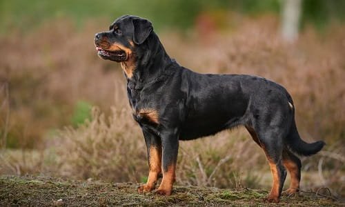 Rottweiler Dog 