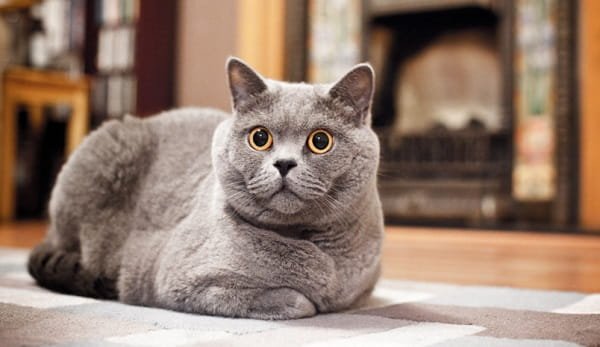 Russian Blue Cat Price in India