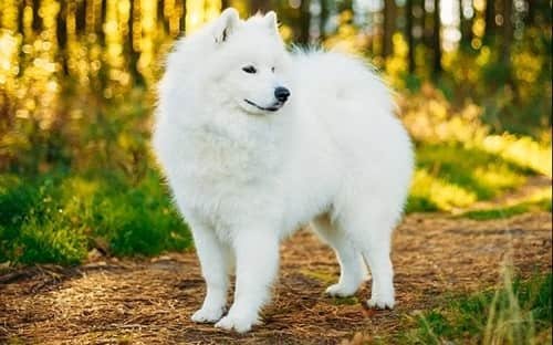 Samoyed