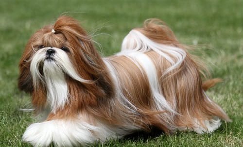Shih Tzu Dog