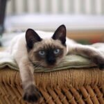 Siamese Cat