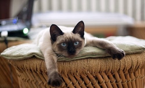 Siamese Cat