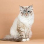 Siberian Cat