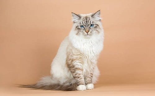 Siberian Cat
