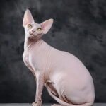 Sphynx Cat