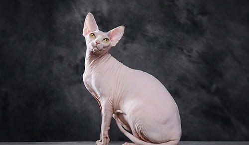 Sphynx Cat
