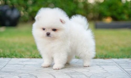 Teacup Pomeranian Dog Price in India