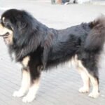Tibetan Mastiff (Do Khyi)