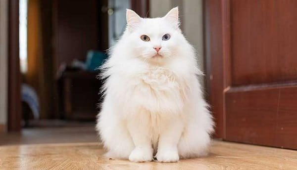 Turkish Angora Cat