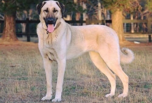 Turkish Kangal Dog Price in India