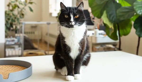Tuxedo Cat