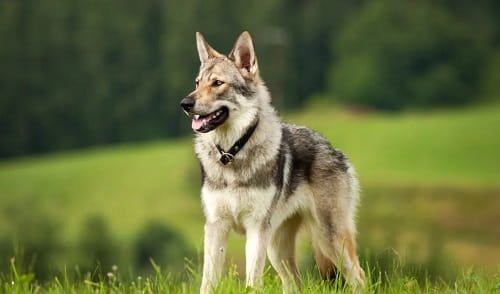 Wolf Dog Price in India