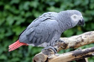 African Grey Parrot Price in India
