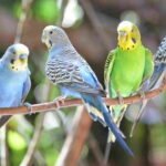 Budgie Parrot