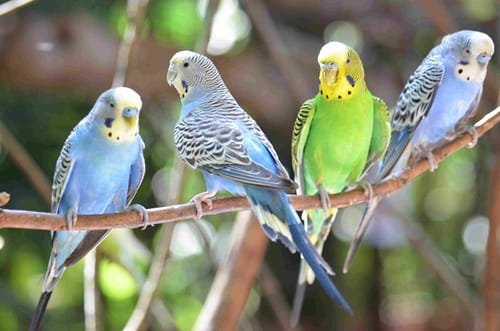 Budgie Parrot
