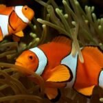 Clownfish