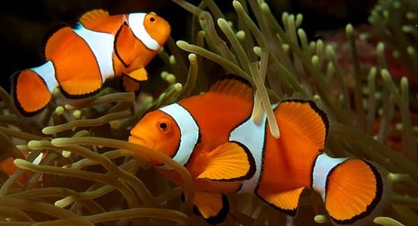 Clownfish