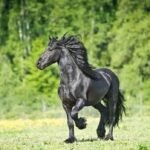 Friesian Horse