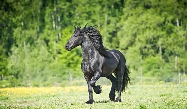 Friesian Horse