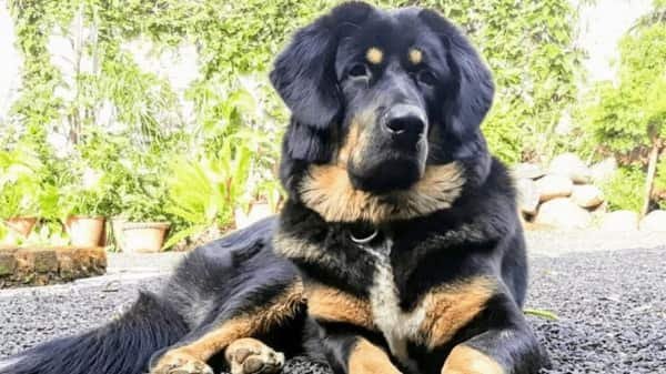 Gaddi Dog
