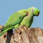 Indian Ringneck Parrot