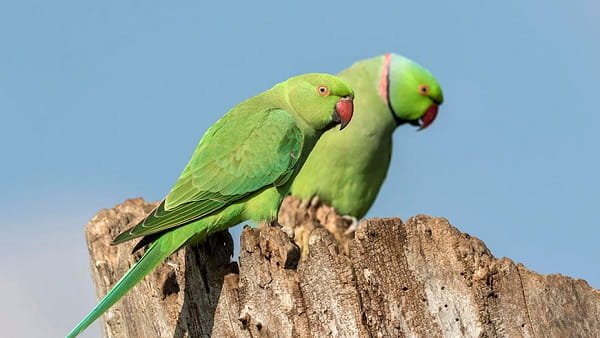 Indian Ringneck Parrot