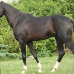 Marwari Horse
