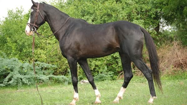 Marwari Horse