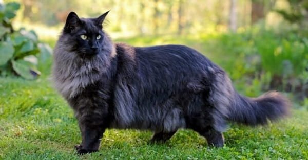 Norwegian Forest Cat Price in India
