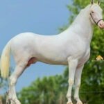 Nukra Horse
