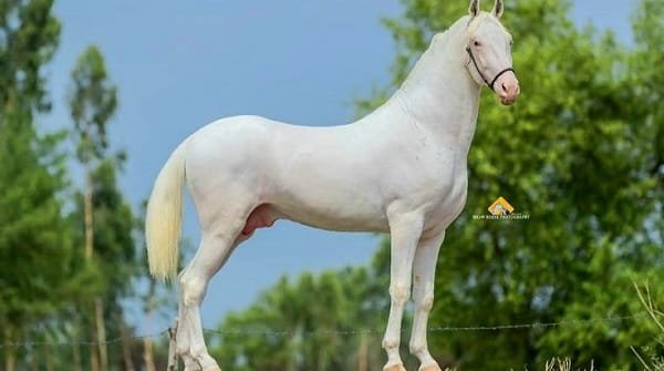 Nukra Horse