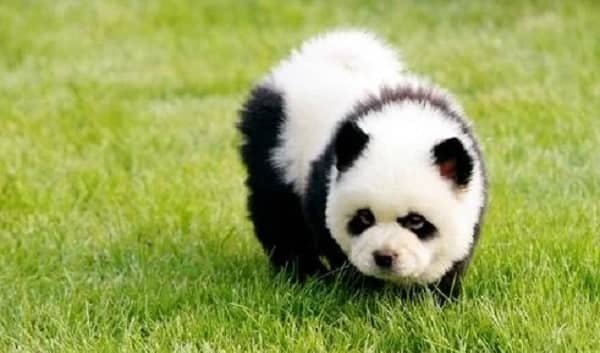 Panda Dog