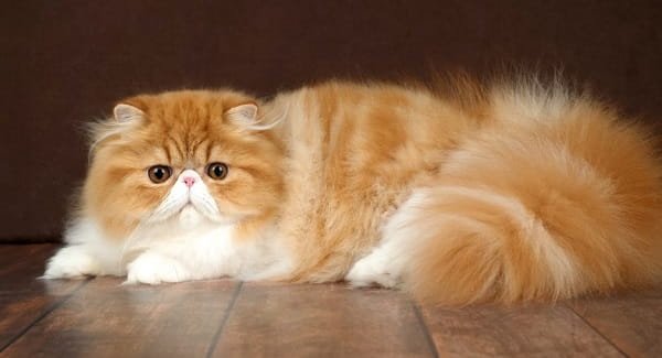 Persian Cat