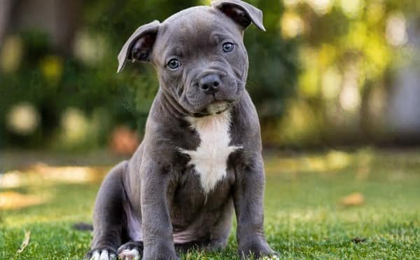 Pitbull Dog Puppy