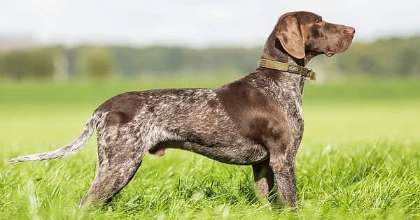 Pointer Dog Price in India