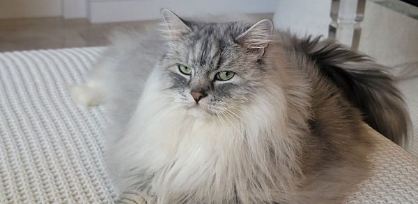 Ragamuffin Cat Price in India