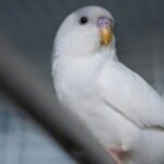 White Parrot