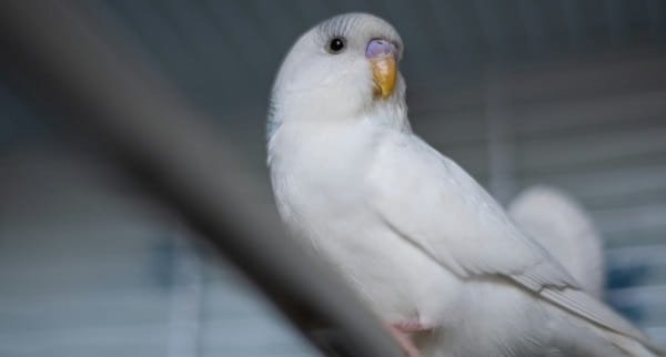 White Parrot
