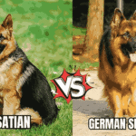 Alsatian Dog vs German Shepherd
