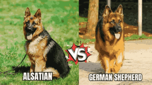 Alsatian Dog vs German Shepherd: What’s the Difference?