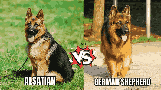 Alsatian Dog vs German Shepherd